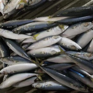 Sgombro congelato intero