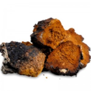Migliorare l'immunità alla polvere di chaga per la cura della glicemia