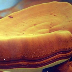 Spore di Ganoderma