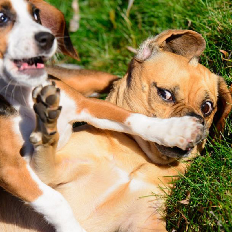 Quale medicina dovrebbe prendere il cane per prendere le budella?