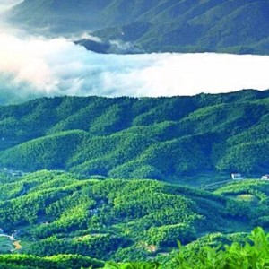 tè nero mattone hunan anhua tè nero tè sanitario