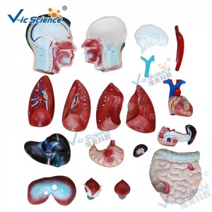 Anatomia medica Corpo umano Modello 85CM Torso maschile Modello 19 Parti