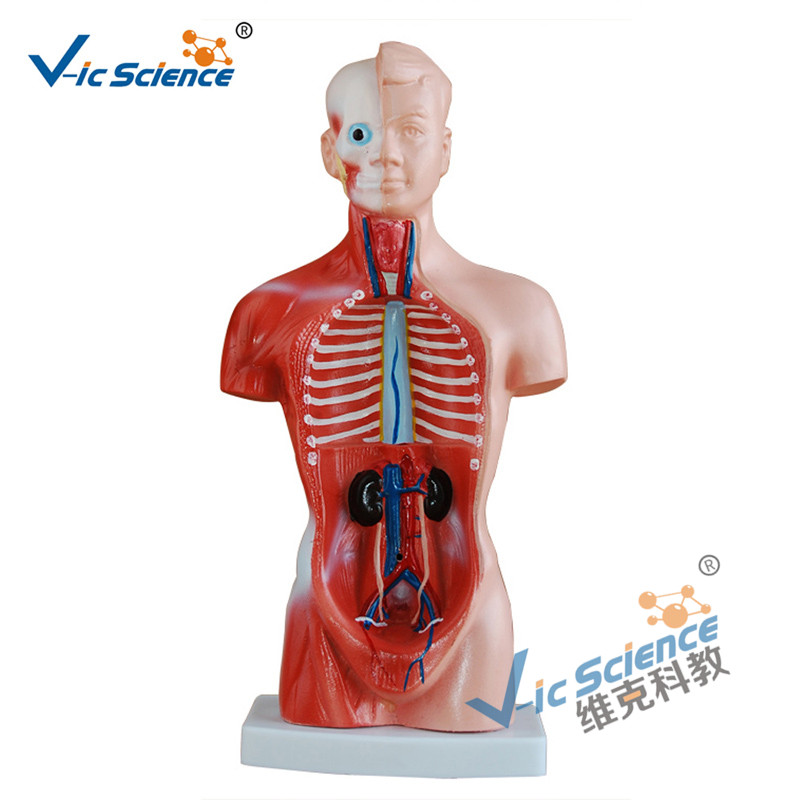 Modello del corpo anatomico di 15 parti del busto 26CM