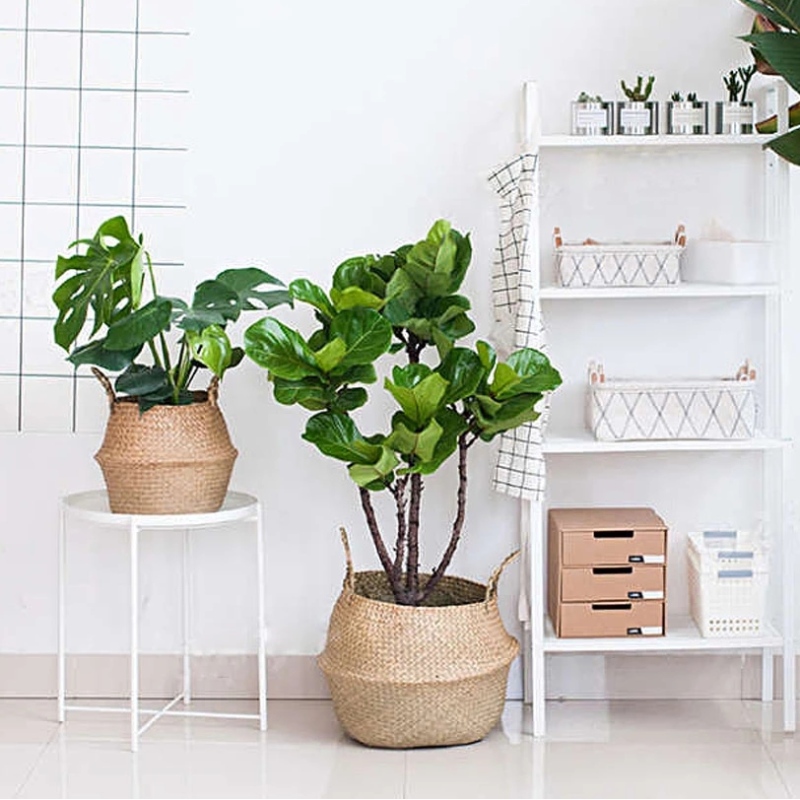 Cesto per ventre di fanerogame intrecciato con supporto vegetale per riporre il cestello di erba medica sospeso