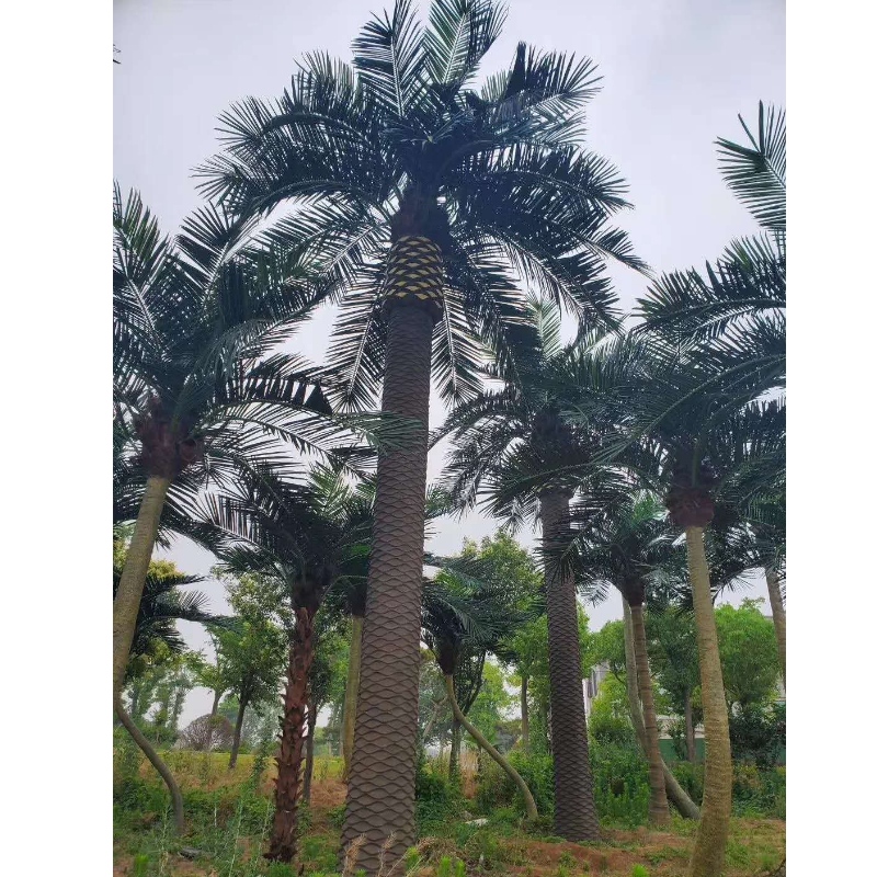 Grandi Outdoor Artificial Date Palm Trees