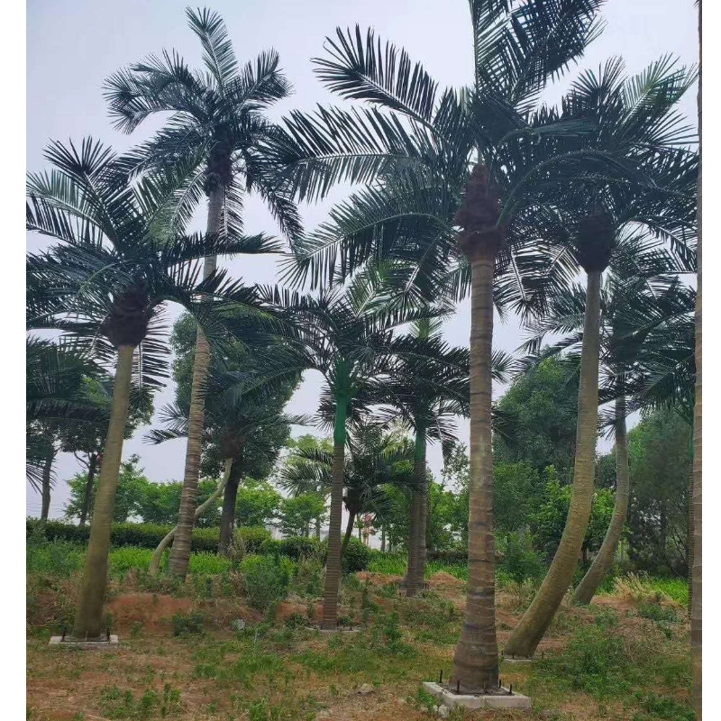Grandi Outdoor Artificiali Coconut Trees