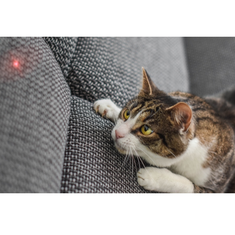 Alleater per gatti laser intelligenti