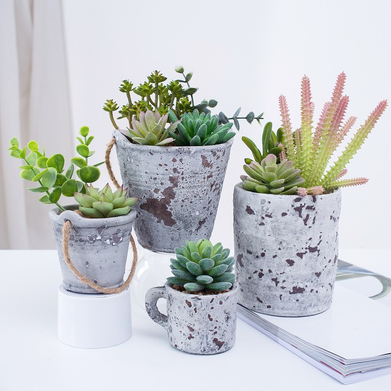Piante succulente succulente in vaso dinuova progettazione succulente in vaso di cemento