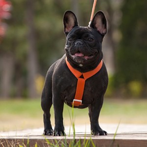 2022nuovo stile colorato cane imbracatura e guinzaglio set multi-punto regolabile e collegamento di trazione cablaggio per cani