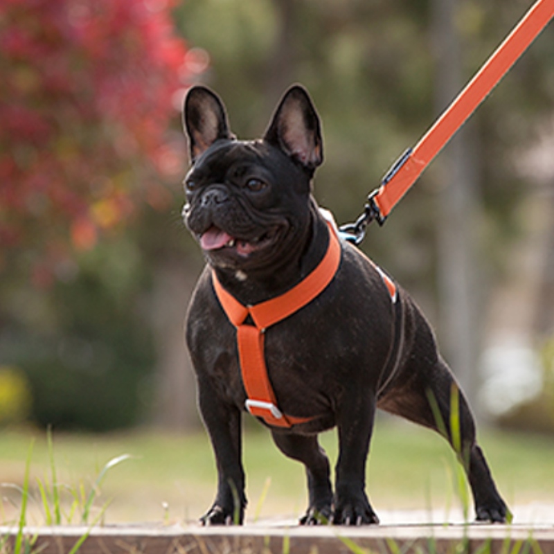 2022nuovo stile colorato cane imbracatura e guinzaglio set multi-punto regolabile e collegamento di trazione cablaggio per cani