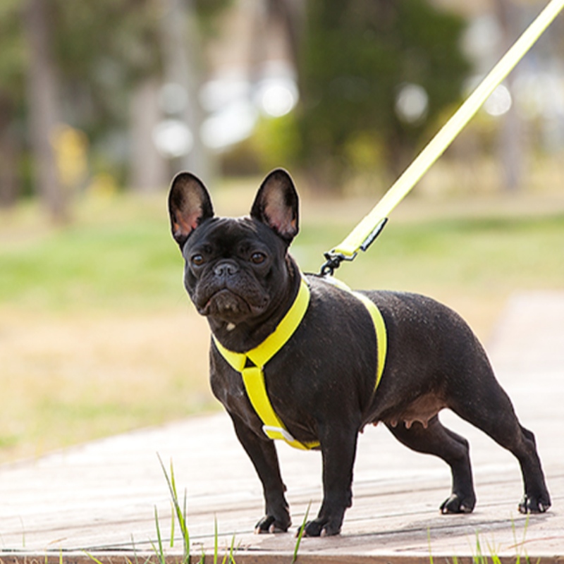 2022nuovo stile colorato cane imbracatura e guinzaglio set multi-punto regolabile e collegamento di trazione cablaggio per cani