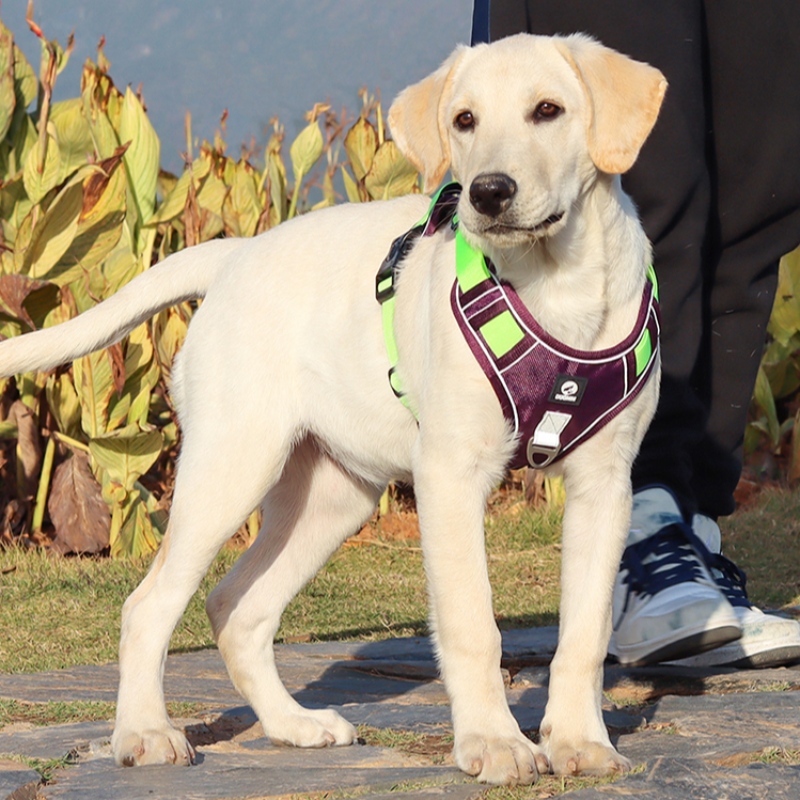 Gruss per cani del fornitore dell'animale domestico del cablaggio del cane regolabile senza pull dog imbracatura del servizio tattico del servizio militare