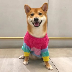 Produttore di gatti a maglia in cotone invernale personalizzato per animali domestici