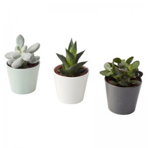 Piante succulente artificiali