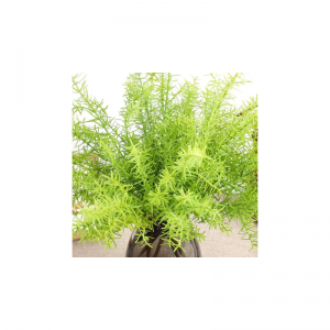 Felce di alghe artificiali