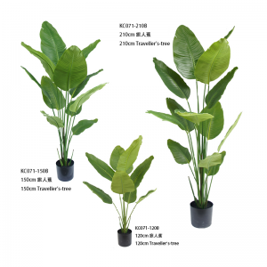 Albero dei viaggiatori