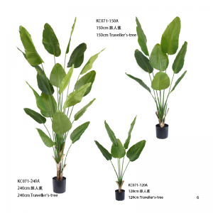 Albero dei viaggiatori